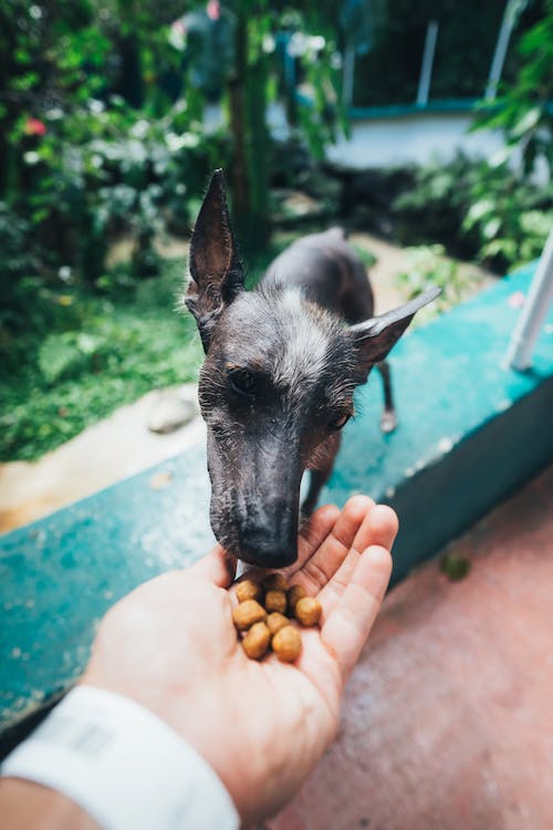 The Ultimate Pet Nutrition Guide: Providing Optimal Food for Dogs and Cats